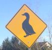 Duck sign cropped